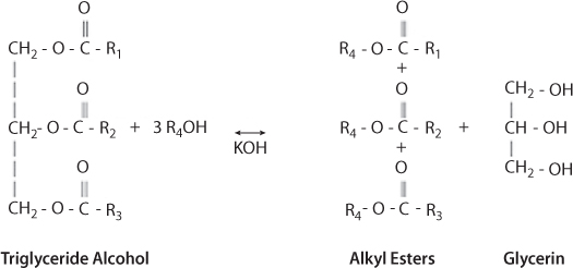 Figure shows the process of transesterification of vegetable oil Triglyceride Alcohol into various components like Alkyl Esters & Glycerin.