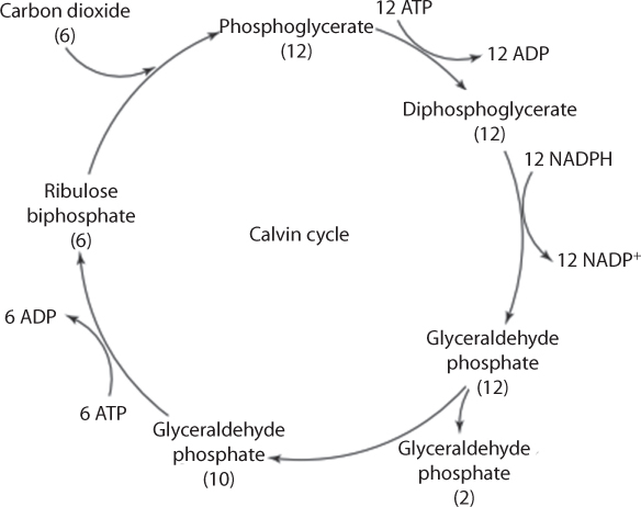 Figure shows depiction of Calvin cycle. It is set of chemical reactions that take place in chloroplasts during photosynthesis. The cycle is light-independent in the sense that it takes place after light energy has been captured during photosynthesis.