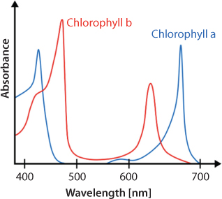 Graphical representation of chlorophyll a and b. A is less absorbent than B.Chlorophyll a absorbs strongly in the blue and also in the red region of the visible spectrum.