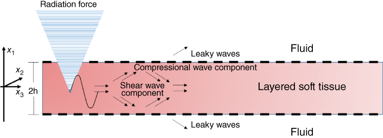 Schematic displaying an inverted triangle labeled radiation force plotted on the upper left portion of a horizontal bar with a dashed outline. Along are arrows labeled shear wave component, leaky waves, etc.