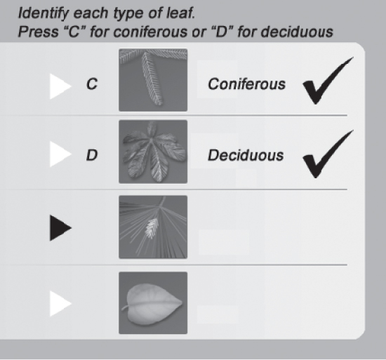 Snapshot of coniferous, deciduous, needle-type, and flat-shaped leaves arranged one below the other. Tick marks are seen against coniferous and deciduous leaves.