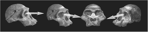 Figure 1.6 Index vectors: skull. This composite shot of a 2.1 million-year-old specimen Australopithecus africanus discovered in South Africa exhibits a range of index vectors. Source: José Braga; Didier Descouens / Wikimedia Commons / CC BY-SA 4.0. Arrows added.