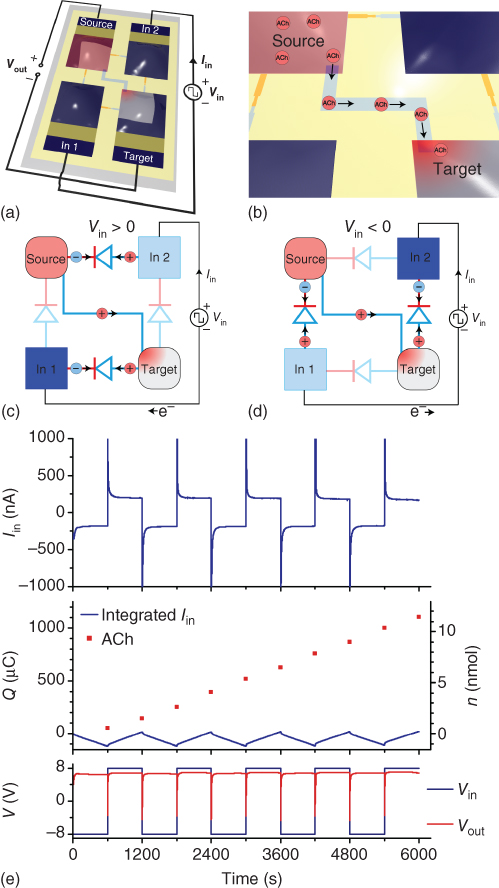 Illustration of Ionic rectification of an input AC signal into a DC acetylcholine output signal.