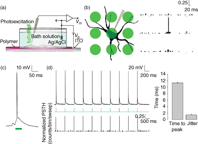 Representation of Optical stimulation of neurons cultured onto an organic optoelectronic device.