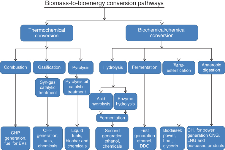 Illustration of Biomass conversion pathways.