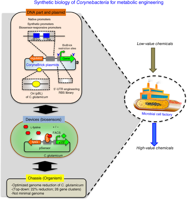 Illustration of Synthetic biology platform for Corynebacterium glutamicum.