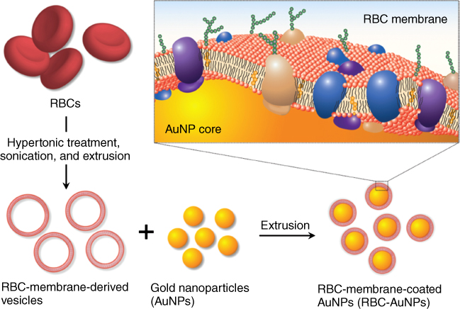 Illustration of Functionalization of AuNPs with RBC membranes.