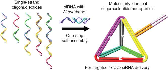 Scheme showing Programmable self-assembly of nucleic acid nanoparticles for targeted in vivo siRNA delivery.