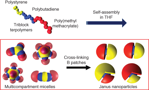 Illustration of The formation of soft, nanoscale Janus particles with tunable Janus balance by triblock terpolymers.