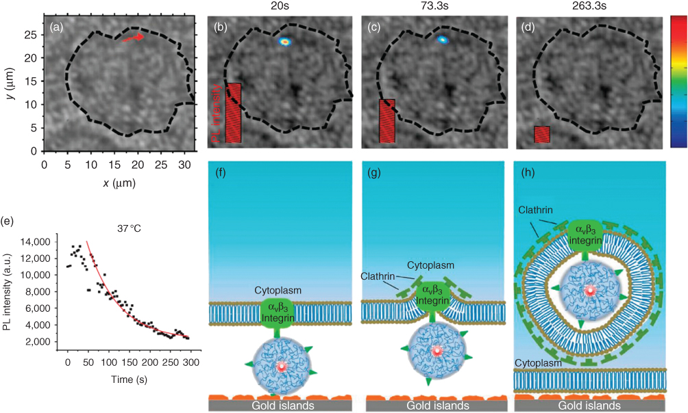 Illustration of Carbon nanotubes imaging and tracking on a plasmonic gold substrate at 37 °C during endocytosis.