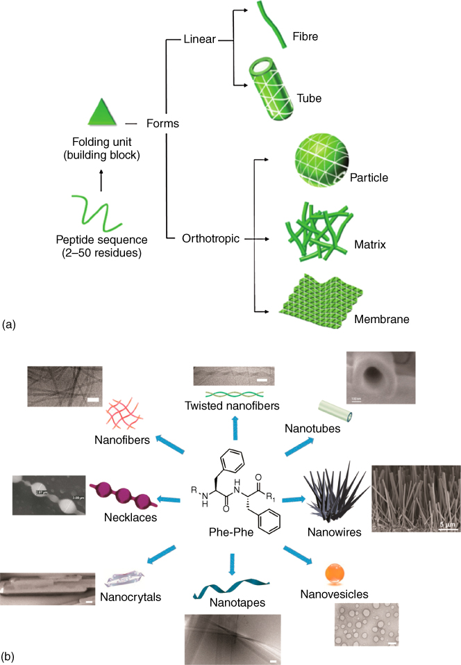 Illustration showing self-assembly of peptides to form various nanostructures.; Illustration showing Phe-Phe self-assembled into various kinds of nanostructures.