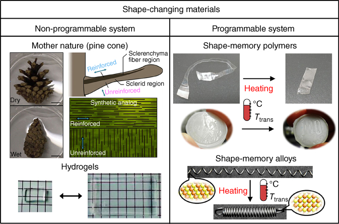 Illustration of shape-changing materials with non-programmable and programmable shape shifting: pine cone, and hydrogels as non-programmable systems; shape-memory polymers and alloys as programmable systems.