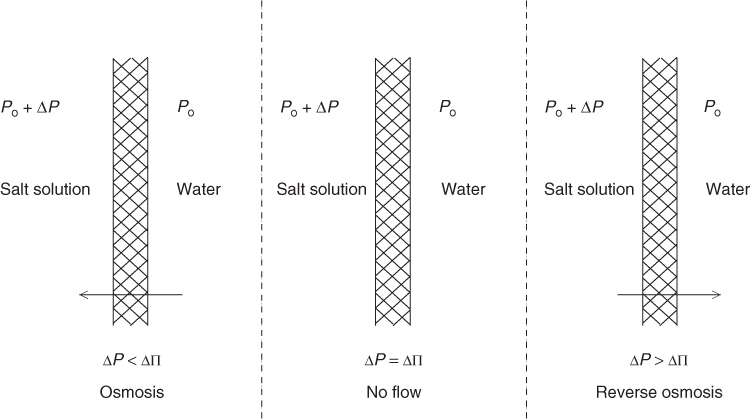 A diagrammatic illustration of the influence of the pressure difference across a semi-permeable membrane.