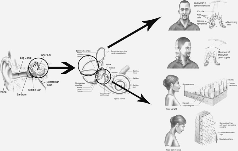 Figure 4.1 The human vestibular system and how it detects head movements – source: https://goo.gl/LTeKiK