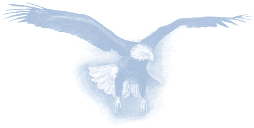 Sketch of a flying eagle. 