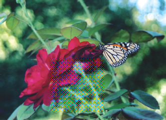 Photo shows butterfly sitting in rose flower has some blurred portion.