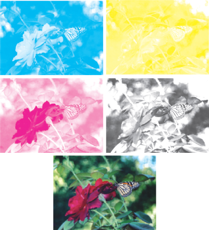 Photographs of butterfly sitting in rose flower with different color seperations.
