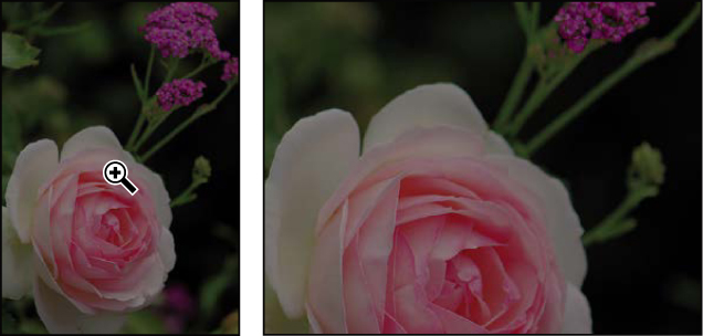 A pair of screenshots show the effect of magnifying a photo of flowers.