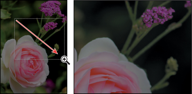 A pair of screenshots show the effect of magnifying a photo of flowers using the Zoom tool.