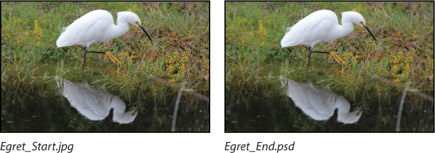 Two images of an egret placed side by side show how an image appears sharper by blurring the background using the Iris Blur tool.