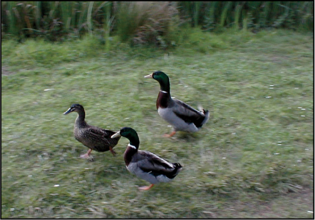 A screenshot shows an image of three ducks in a tight cluster formation.