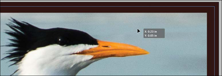 A screenshot shows picture of a bird's beak with mouse pointer being used to drag the frame.