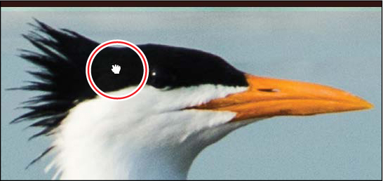 A screenshot shows picture of a bird's beak with the "Hand tool" being used to drag the frame.