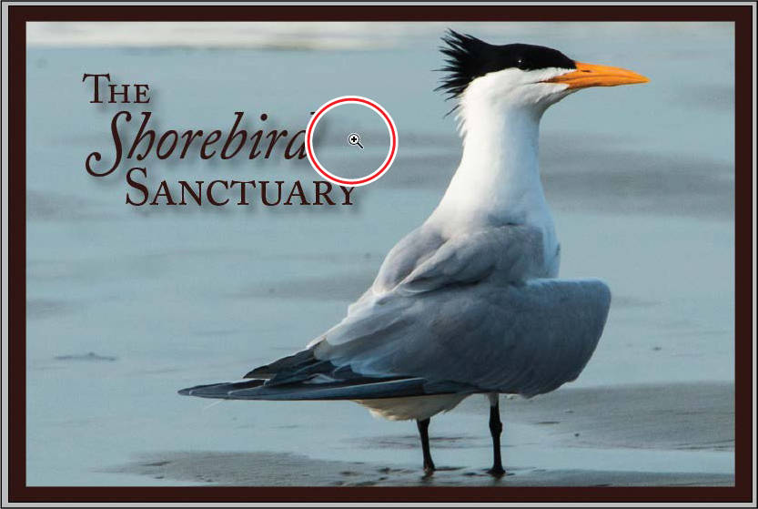 A screenshot shows the picture of a bird and text The Shorebird Sanctuary" with "Zoom tool" placed near the text.