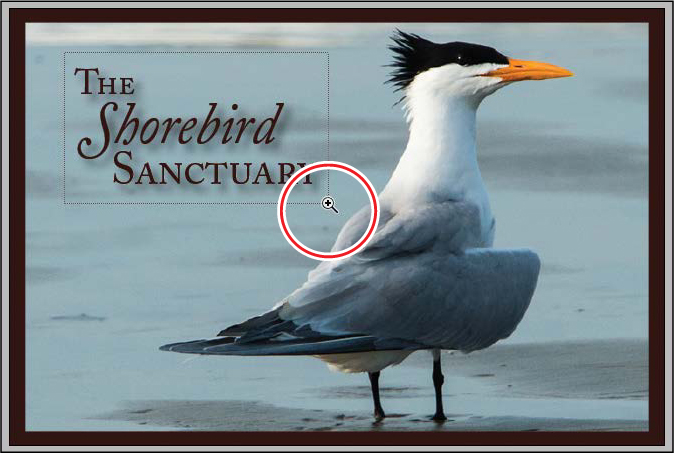 A screenshot shows the picture of a bird and text The Shorebird Sanctuary" with "Zoom tool" being used to drag a marquee around the text.