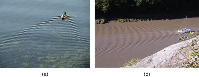 Photo of V-shaped trail (the wake) behind (a) a duck and  (b) A small boat.