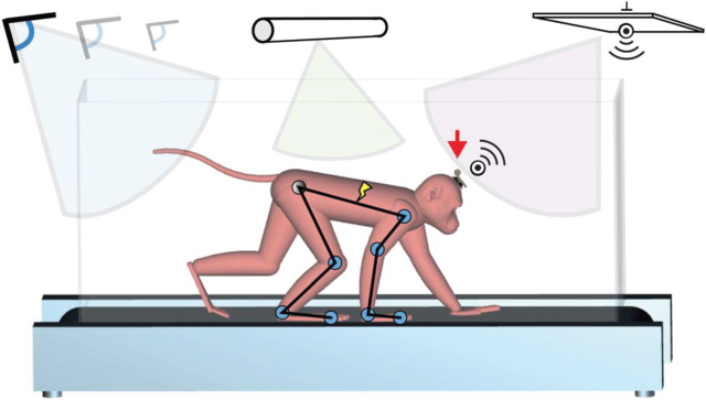 Schematic illustration of wireless neuromotor recording and stimulation platform.