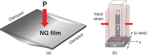 Schema for NG membrane (a) and NG cell (b) in flexion mode.