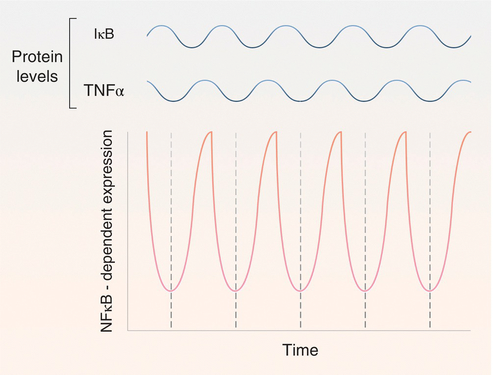 Graph of NFKB - dependent expression vs. time displaying a waveform with troughs lying on the vertical lines. Sine waveforms for IKB and TNFα are found at the top.