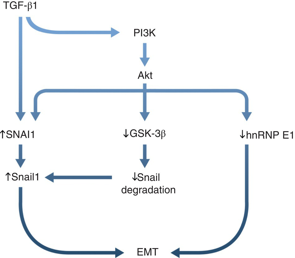 Schematic illustrating Akt signaling in epithelial‐to‐mesenchymal transition, displaying arrows from TGF-β1 to P13K, to Akt, to ↑SNAI1, ↓ GSK-3β, and ↓hnRNP E1, leading to EMT.
