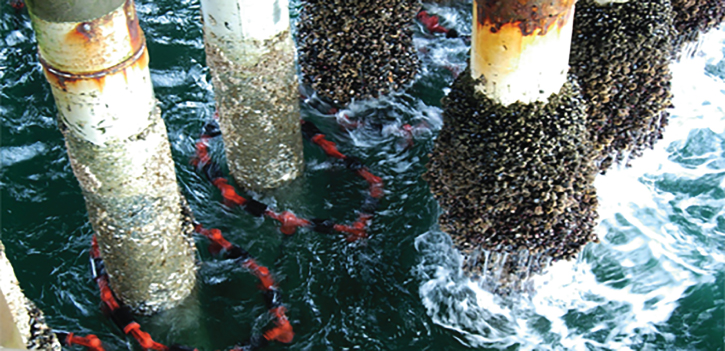Photo displaying marine growth around piles.