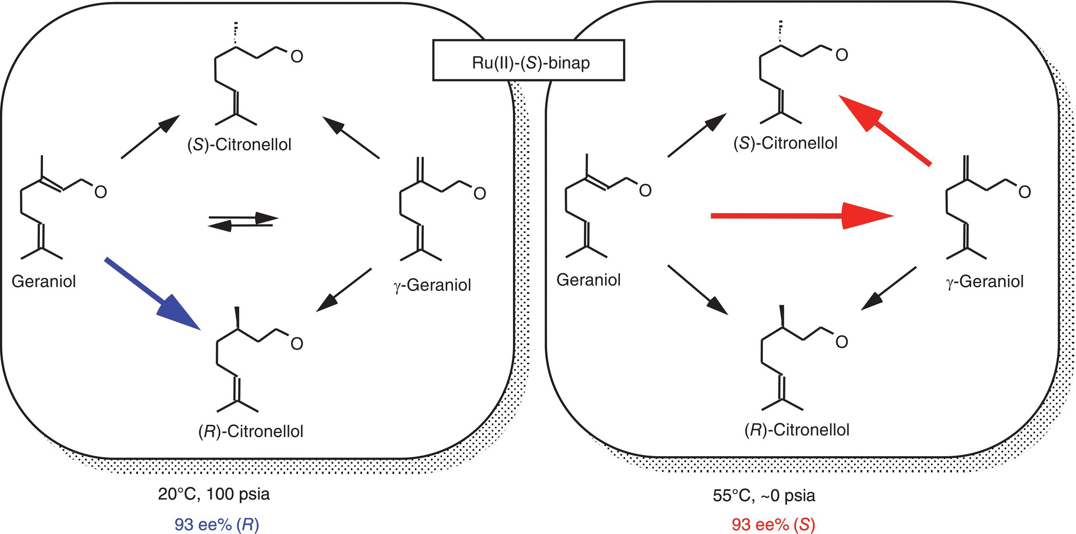 Schematic of the striking dependence of enantioselectivity in the asymmetric hydrogenation of geraniol, depicted by 2 panels each having structures of geraniol, (S)-citronellol, etc. that are linked by various arrows.