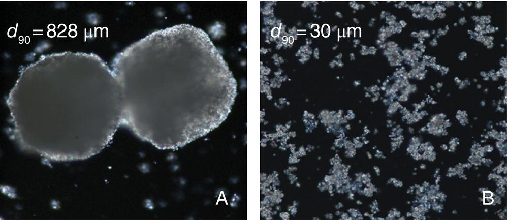 Polarized microscope images of potassium carbonate with d90 = 828 μm (left) and d90 = 30 μm (right).