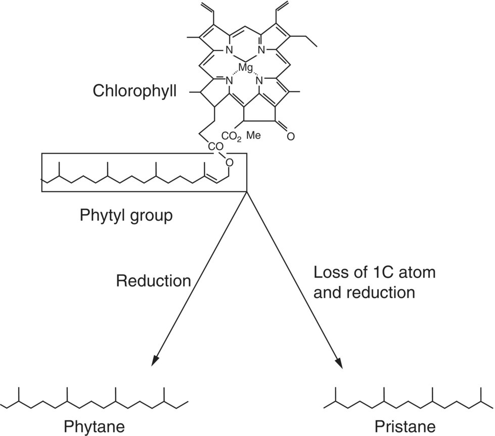 Diagram displaying skeletal formula of chlorophyll with attached phytyl group having arrows labeled Reduction and Loss of 1C atom and reduction leading to skeletal formula of phytane and pristane, respectively.