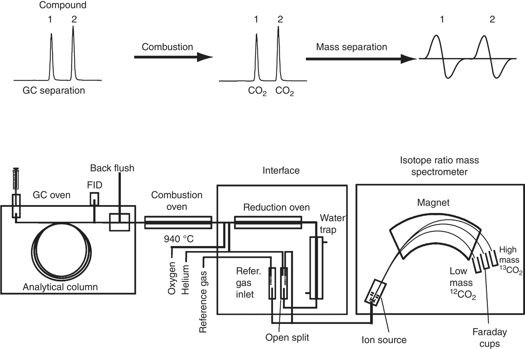 Schematic diagram of GC-IRMS with GC oven, analytical column, FID, back flush, combustion oven, reduction oven, water trap, open split, ion source, magnet, Faraday cups, etc. being marked.