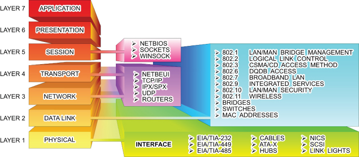 Schematic illustration of the layers of the OSI model where each layer on the left is matched with a group of protocols that operate within it on the right.