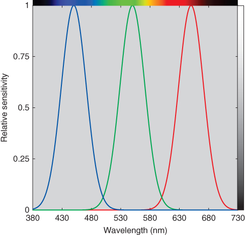 Graph of relative sensitivity vs. wavelength displaying 3 overlapping bell-shaped curves of various colors with peaks approximately at 450, 550, and 650 nm.