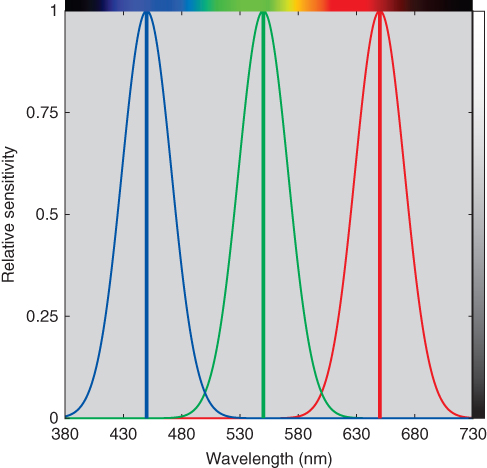 Graph of relative sensitivity vs. wavelength displaying 3 overlapping bell-shaped curves of various colors with peaks situated on the tip of 3 vertical lines approximately at 450, 550, and 650 nm.