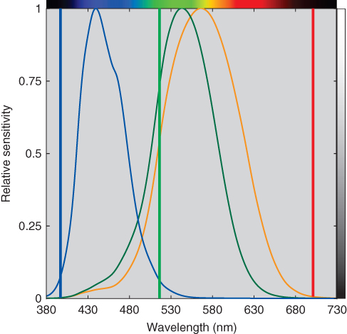 Graph of relative sensitivity vs. wavelength displaying 3 bell-shaped curves of various colors and 3 vertical lines of various colors at 400, 520, and 700 nm.