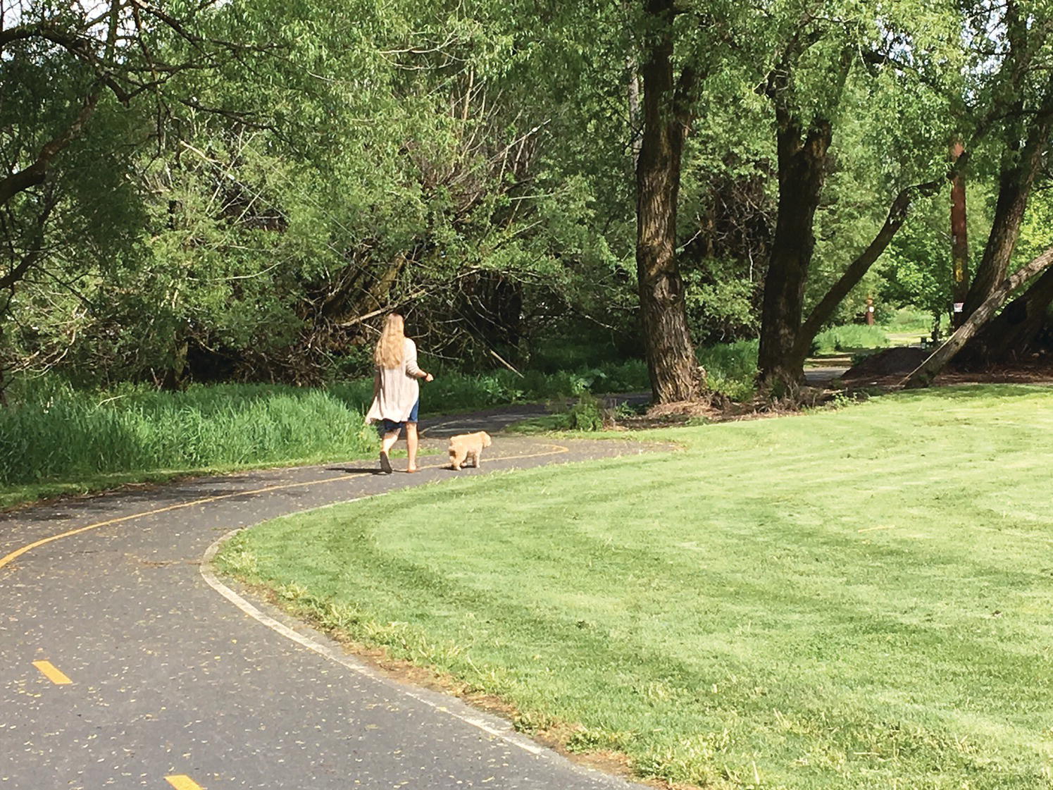 Photo of the Greenway in Boise, Idaho, USA, with lawns and trees on both sides of the way and petals strewn all over way.