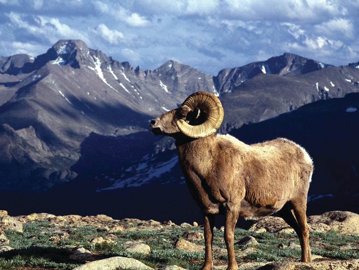 Photo of the bighorn sheep standing in a rugged terrain. Partly snow-covered mountains are displayed in the background.