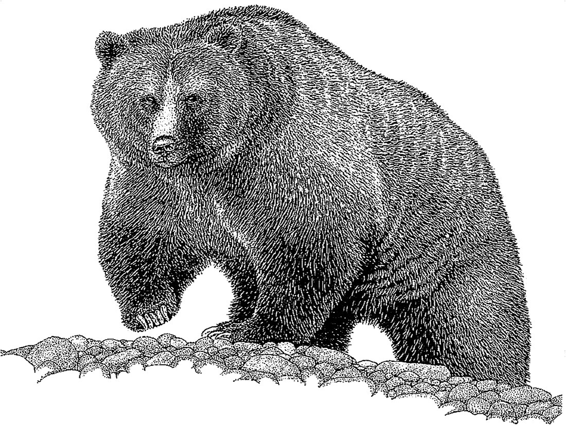 Photo of the grizzly bear (Ursus arctos horribilis) on a rough surface.