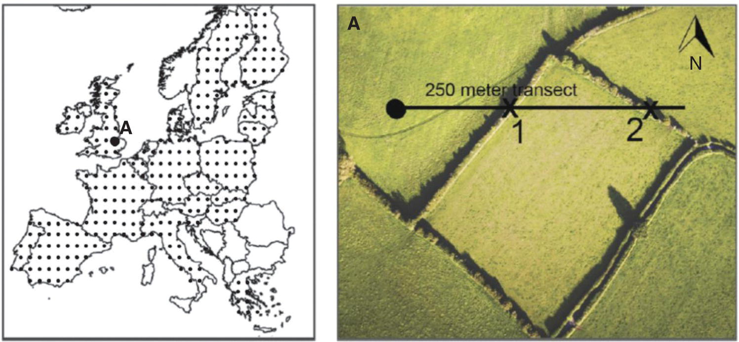 Left: Map with some dotted areas and a solid dot marked A. Right: Illustration of an overview of the grid used in transect-sampling linear features in Europe. A line labeled 250m transect has a solid dot and 2 crosses on it.