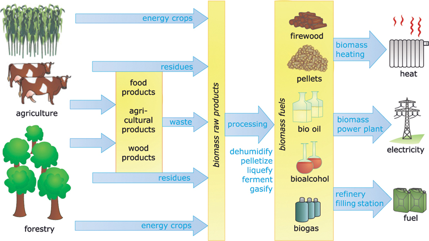 The illustration shows the possibilities for biomass use. It shows agriculture and forestry which gives food product, agricultural products and wood products. The waste obtained from these products, residues and energy crops which gives biomass raw products. The biomass raw products are further processed to obtain biomass fuels such as firewood, pellets, bio oil, bio-alcohol and biogas. From these biomass fuels heat, electricity and fuels are produced.