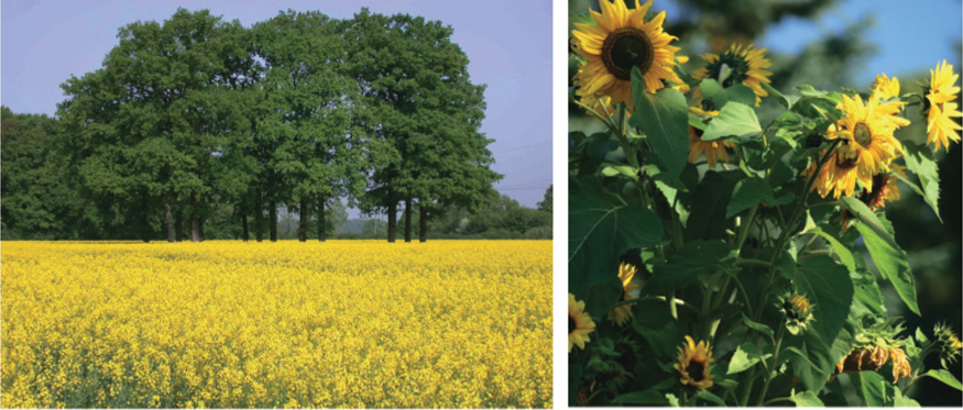 The illustration shows two images. The image on the left shows rapeseed farming with some big trees and the image to the right shows a bunch of sun flower.
