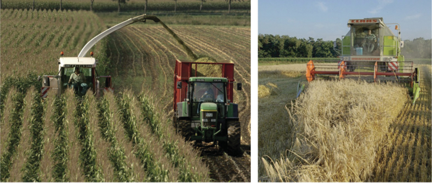 The illustration shows two images. The image on the left shows a corn farm with tractors reaping the corn. The picture on the right shows a paddy field being ripped by a crop harvesting machine. The corns and other raw materials are used for bioethanol products.